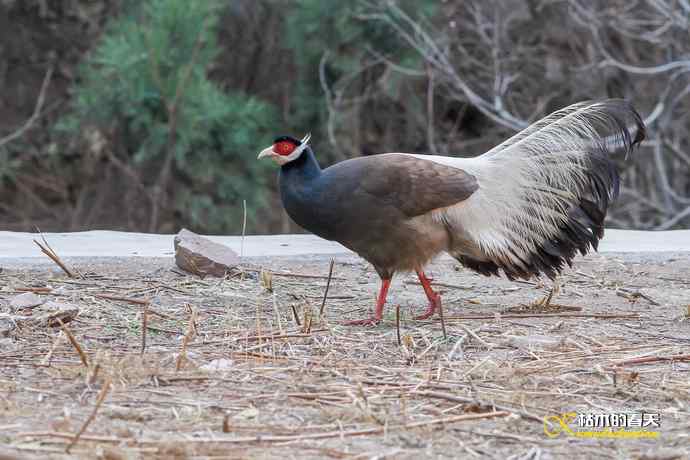 玄中古寺拍鈥満致恚Γ┾