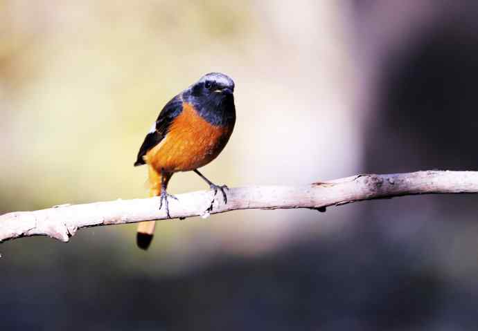 雄性北红尾鸲（7）