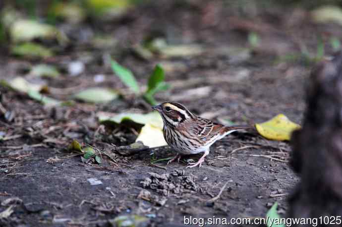 北京天坛公园的鸟类——黄眉鹀（7）