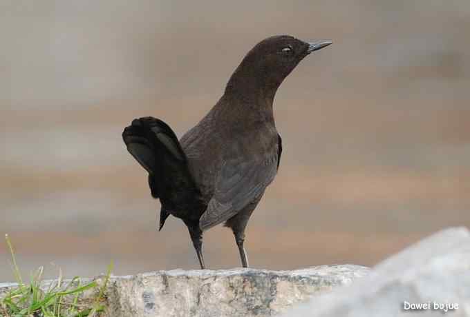 翩然红翅和十渡的那些鸟
