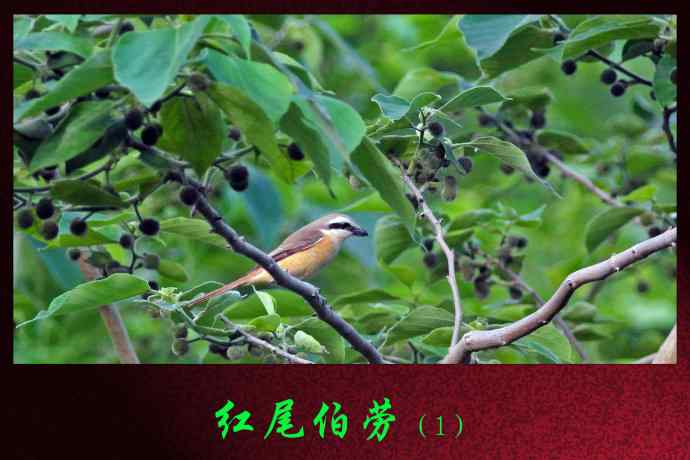 北京天坛公园的鸟类——红尾伯劳（1）