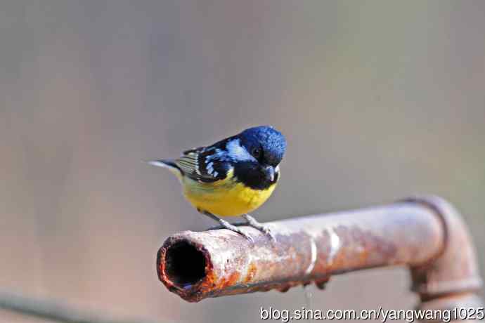 黄腹山雀（15）