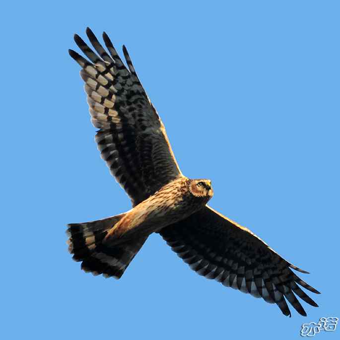 北京西山&nbsp;wbr路&nbsp;wbr白尾鹞