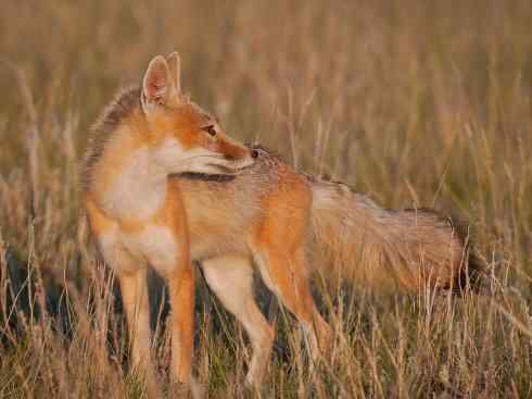 犬科：狐亚科狐属