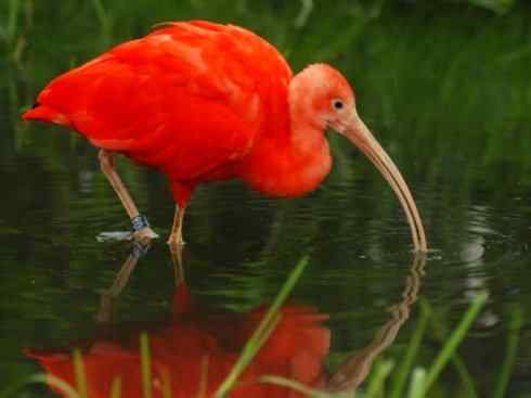 极品红色鸟类：美洲红鹮