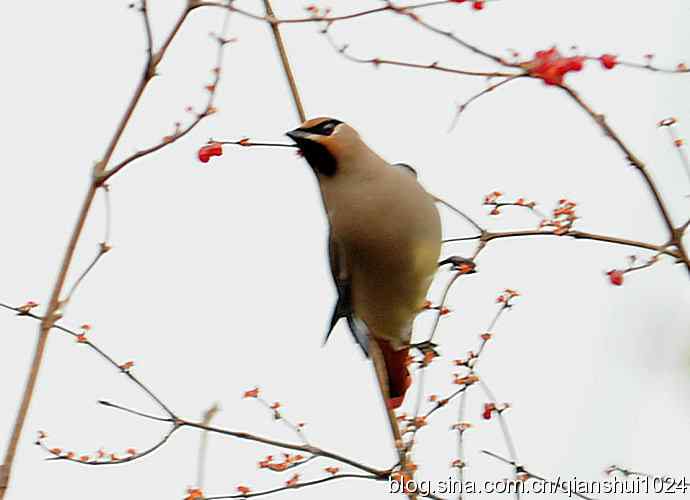 大太平.小太平(植物园) 大太平.小太平(植物园)