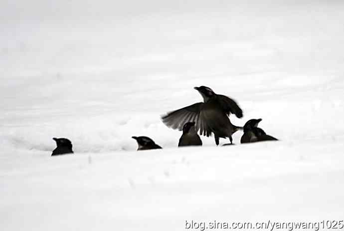 雪中的鸟儿