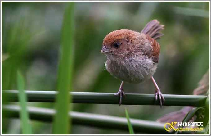 棕头鸦雀&bull;灰喉鸦雀【照片】