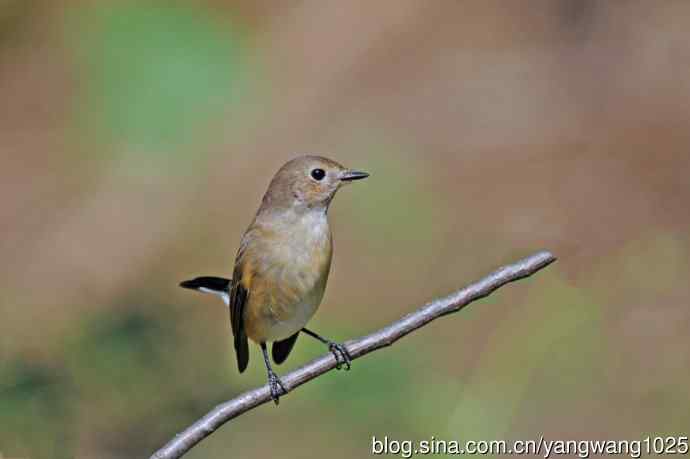 秋天的红喉姬鹟（11）