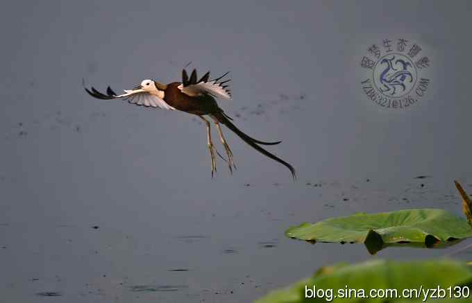 凌波仙子鈥斺斘业拿沃星槿耍ㄗ橥迹22张图片）