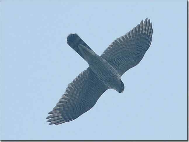 望京楼主峰雾蒙蒙续拍猛禽