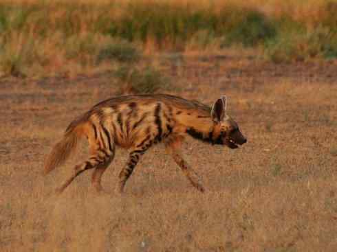 狈：传说的兽原型探秘（鬣狗）