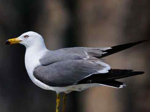 白头鸟系列：另类的美丽10（海鸥）