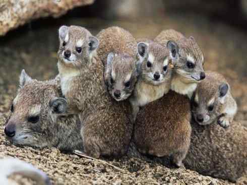 动物世界：山寨还是原创之十