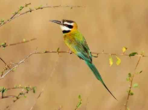 绝色攀禽：佛法僧目之蜂虎4