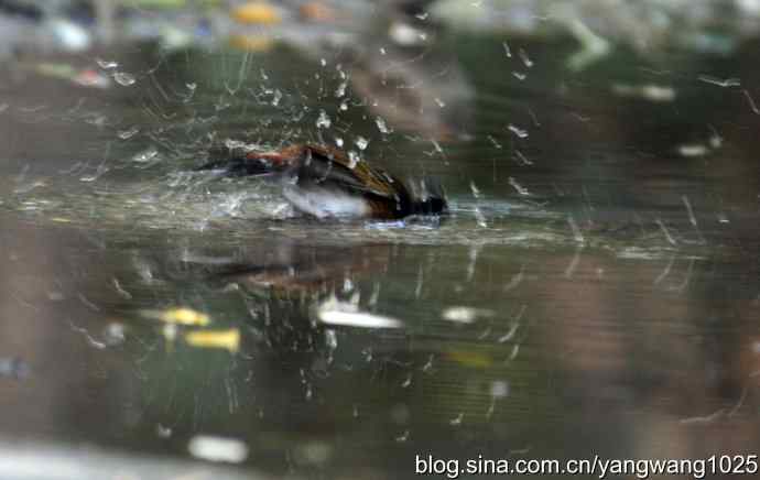 沐浴中的鸟儿