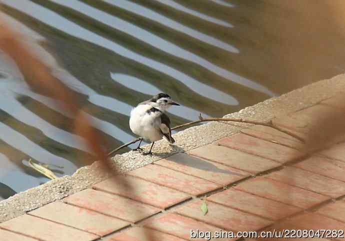 151.圣诞节送上12月份拍新鸟 151.圣诞节送上12月份拍新鸟