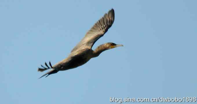 飞翔的鸬鹚