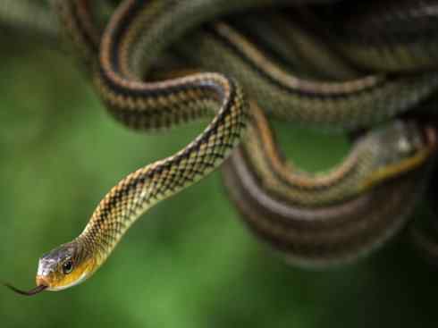 龙:传说的兽原型探秘(游蛇类) 龙:传说的兽原型探秘(游蛇类)