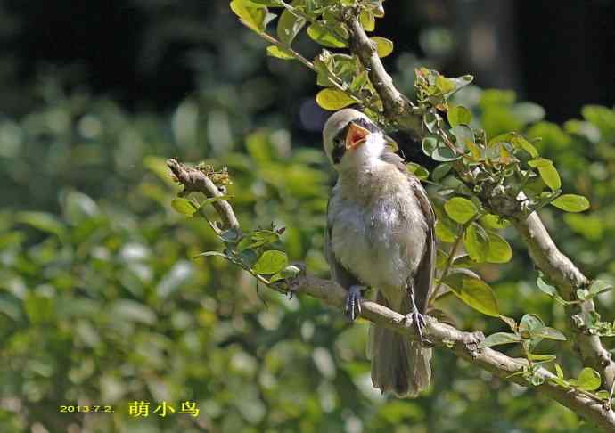 207.小伯劳成长记（3）亲鸟育儿篇
