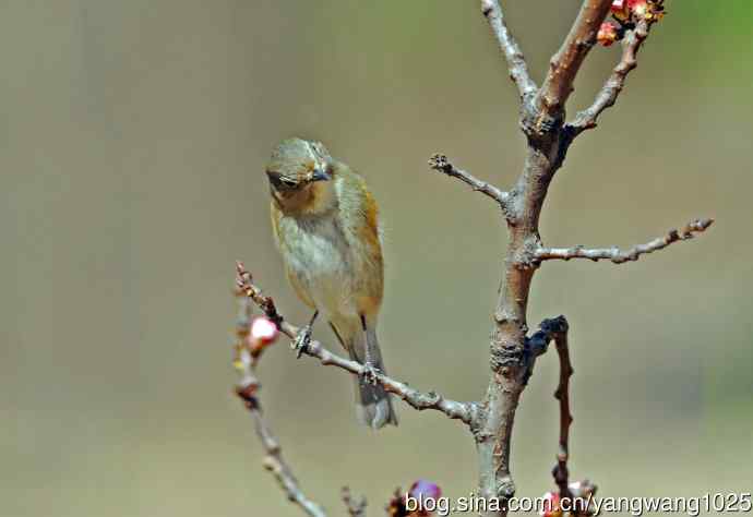 雌性红胁蓝尾鸲(39)