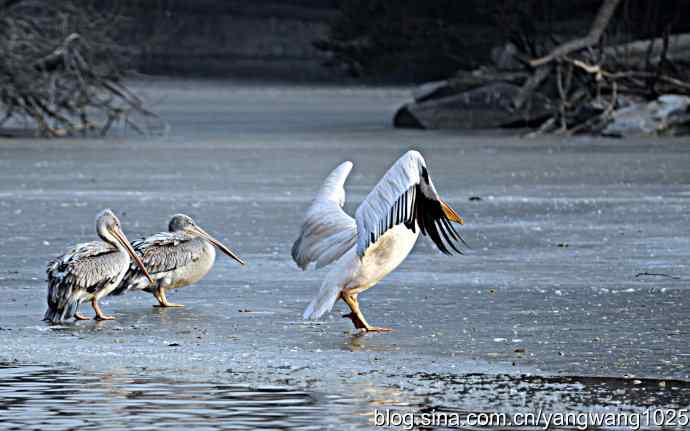冰上鹈鹕舞 冰上鹈鹕舞