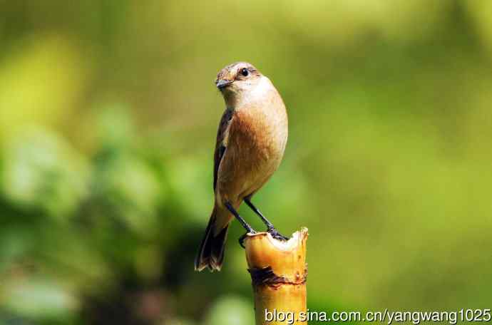 雌性黑喉石鵖（3）