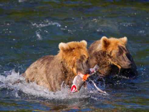 十大喜食蜂蜜动物:棕熊 十大喜食蜂蜜动物:棕熊