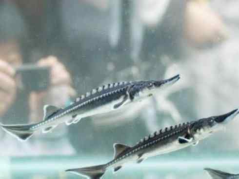 鱼类活化石：中华鲟