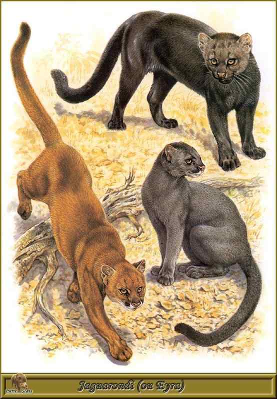 细腰猫 Herpailurus yaguarondi