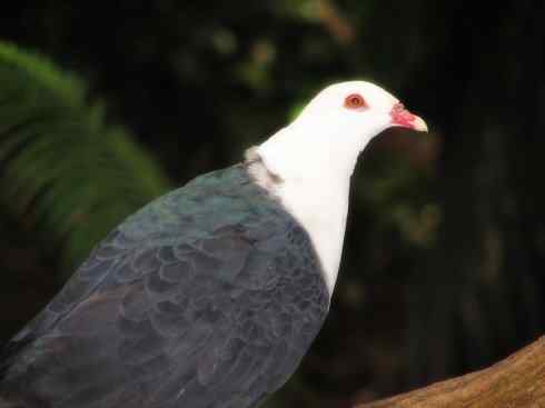 白头鸟系列：另类的美丽11（鸠鸽）