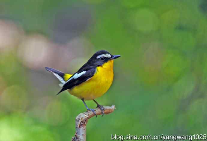 雄性白眉姬鹟（2）