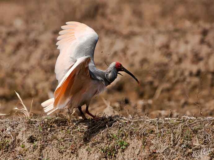 朱鹮&nbsp;wbr路&nbsp;wbr吉祥之鸟