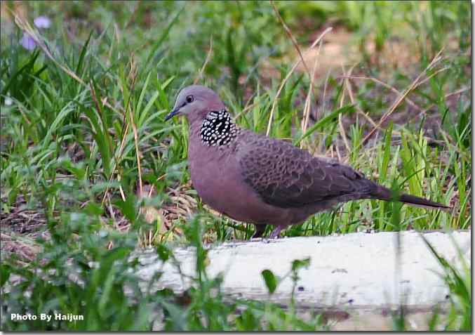  点击图片或使用键盘← →翻页