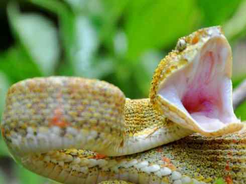 龙：传说的兽原型探秘（响尾蛇类）