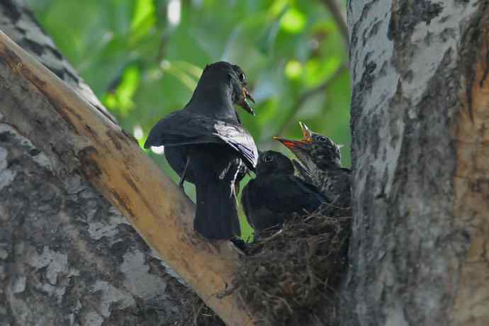 六一节 wbr乌鸫小盆友奋力初飞