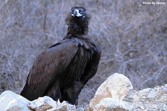 驱车永定河峡谷拍摄秃鹫