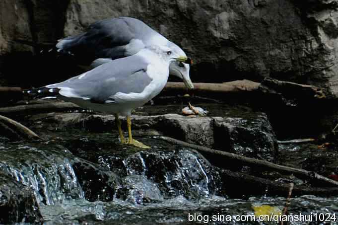 两只黑尾鸥(水禽湖)