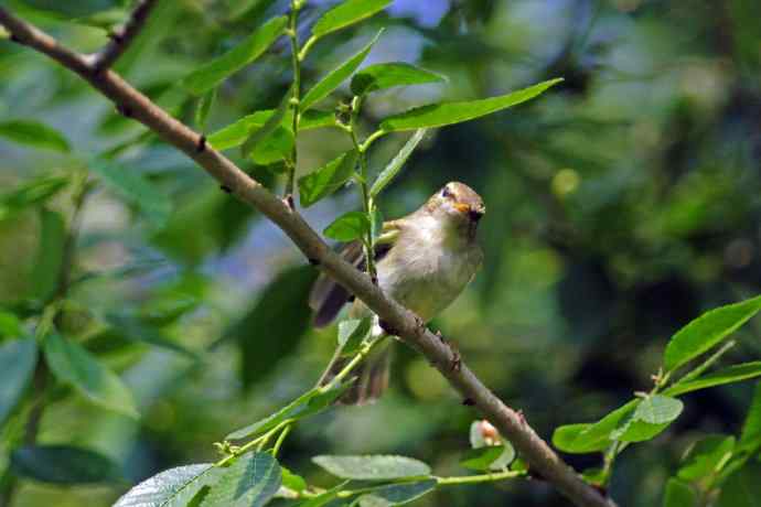 极北柳莺(4) 极北柳莺(4)