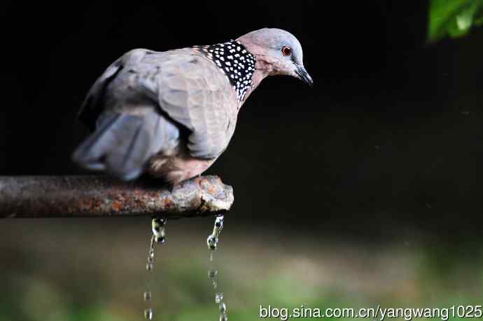 饮水的珠颈斑鸠