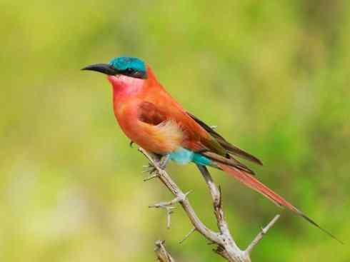 绝色攀禽：佛法僧目之蜂虎4