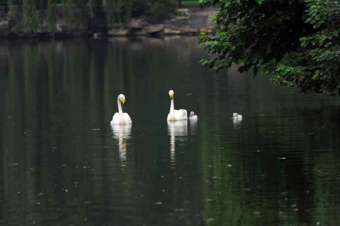 温馨之家（白天鹅）