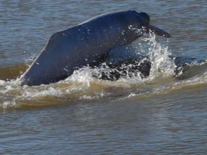 犬科：薮犬亚科薮犬属之薮犬