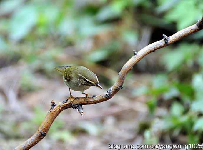 极北柳莺（枝头）2