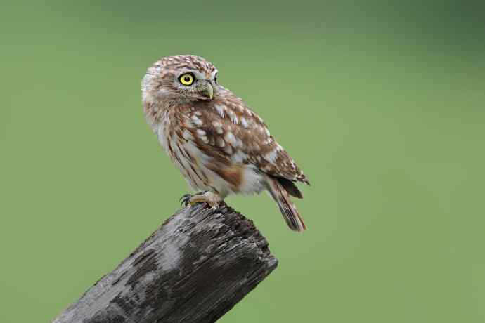 猫猫（戏说纵纹腹小鸮）