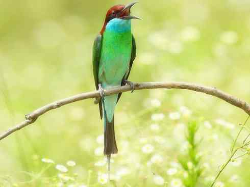 绝色攀禽：佛法僧目之蜂虎2