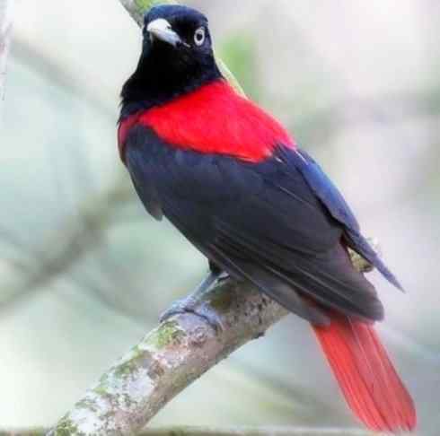 美丽无罪：雀鸟之朱鹂