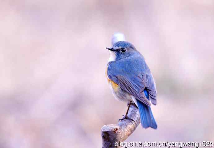 雄性红胁蓝尾鸲（4）