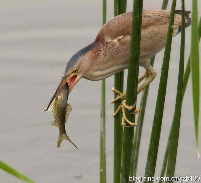 铁证！——实拍黄大脚作案全过程（组图，15张图片）