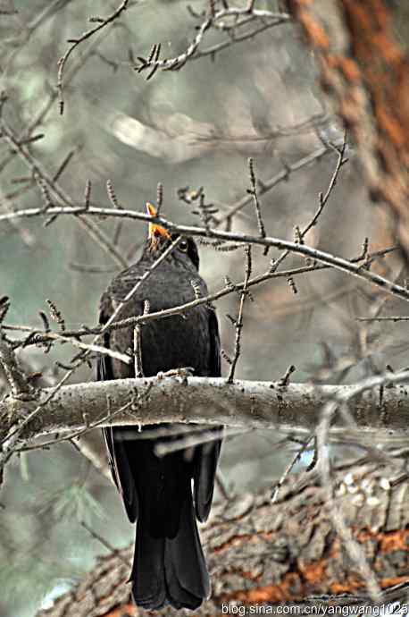 哇！我知道了！它的名字叫乌鸫dong